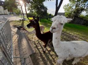 Pałac Seniora w Raszkowie