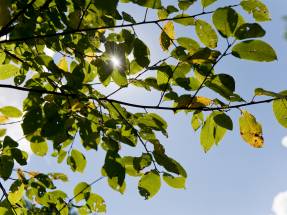 Familien-Pflegehaus WrzosowyDom.pl