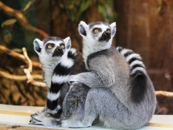 Zniżki dla seniorów w śląskim zoo!