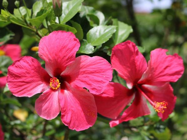 Hibiskus - sprawdzony sposób na upał